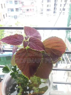 ইনডোর এবং আউটডোরের জন্য ১ পিস কোলিয়াস গাছ