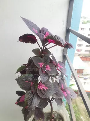 ইনডোর এবং আউটডোরের জন্য ১ পিস কোলিয়াস গাছ