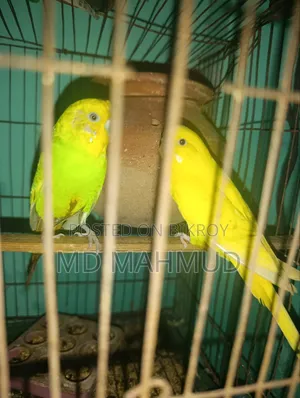 Budgie with cage for urgent sale