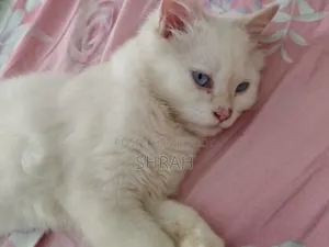 ৩-৬ মাসের নর খাঁটি পার্সিয়ান