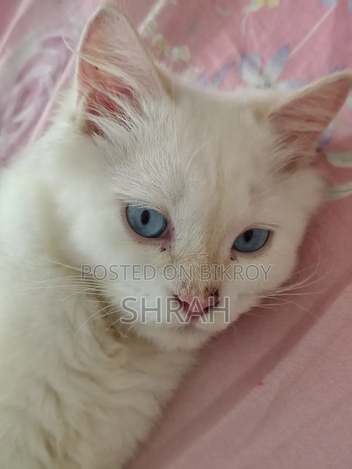৩-৬ মাসের নর খাঁটি পার্সিয়ান