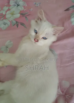 ৩-৬ মাসের নর খাঁটি পার্সিয়ান