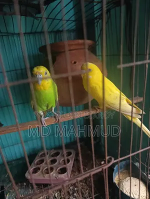 খাঁচা সহ বাজিগর বিক্রি করবো জরুরি ভাবে