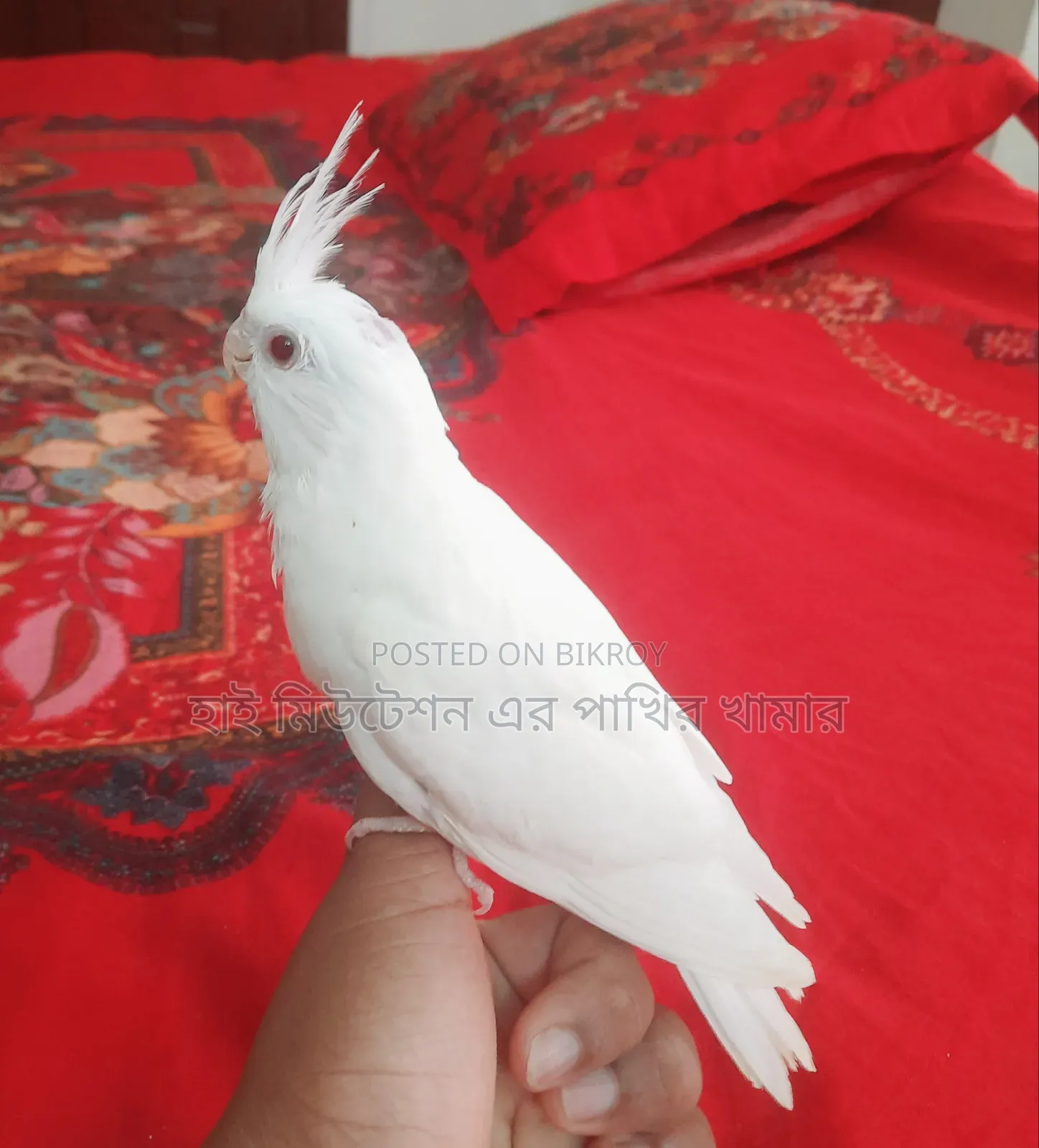 ককাটেল এলবিনো রেডআই টেম সাইজের