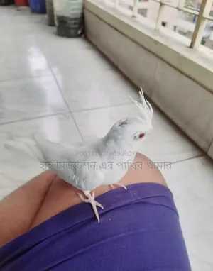 ককাটেল এলবিনো রেডআই টেম সাইজের