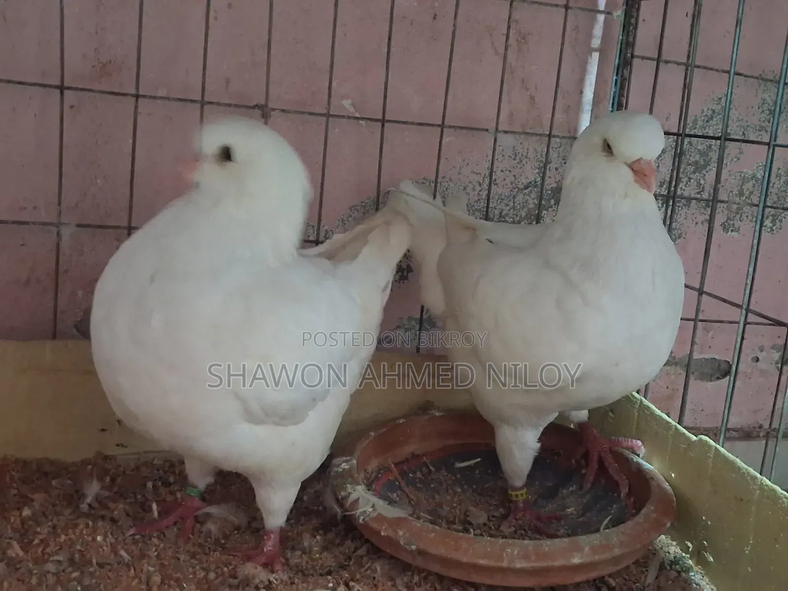 হোয়াইট শো কিং