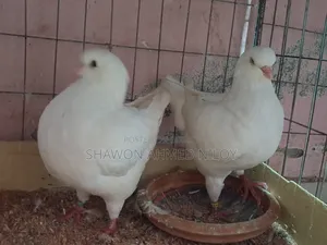 হোয়াইট শো কিং