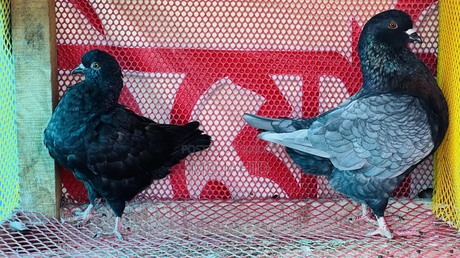 শকিং পায়রা