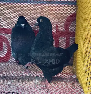 শকিং পায়রা