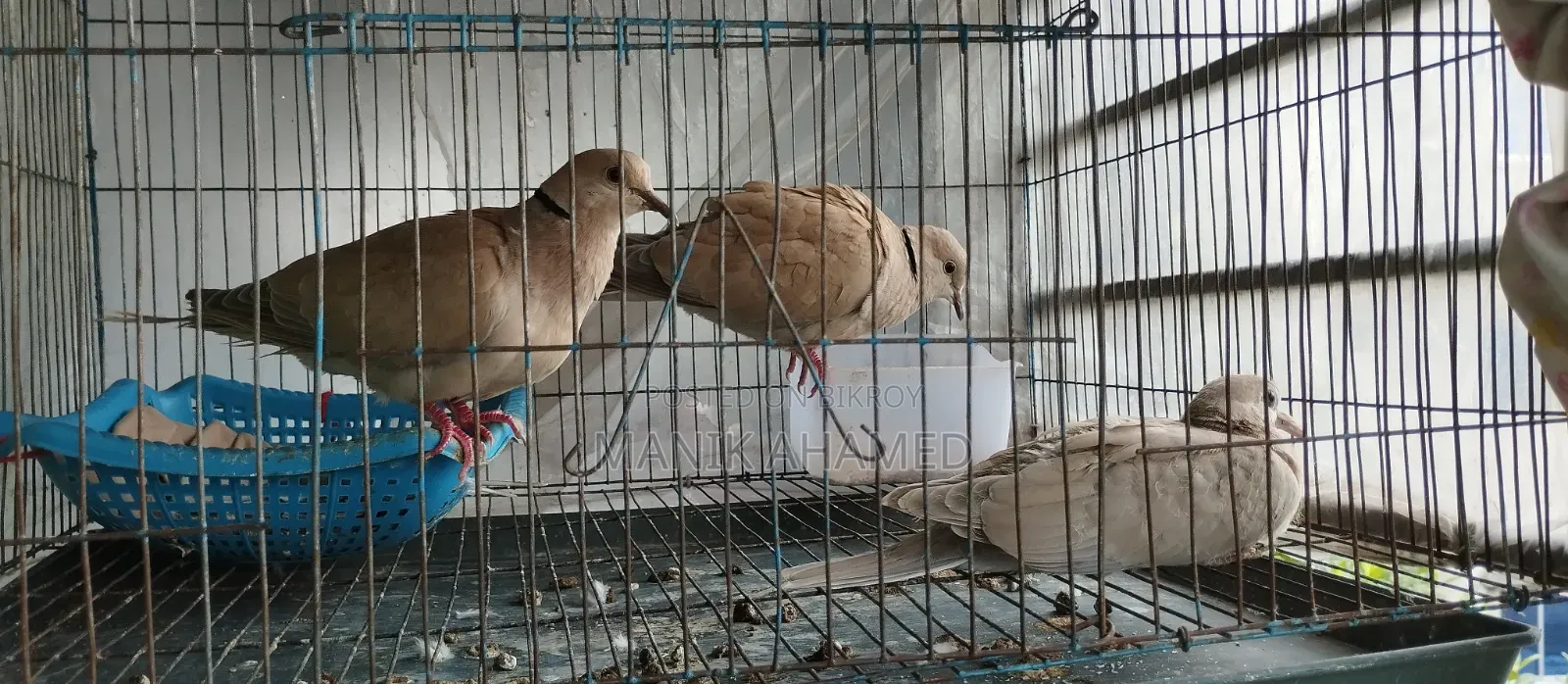 Guggu Dove Adult Pair