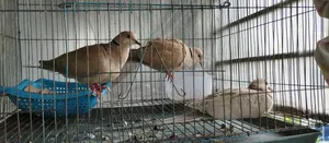 Guggu Dove Adult Pair