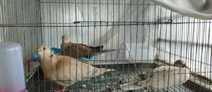 Guggu Dove Adult Pair