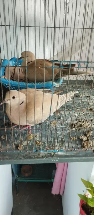 Guggu Dove Adult Pair