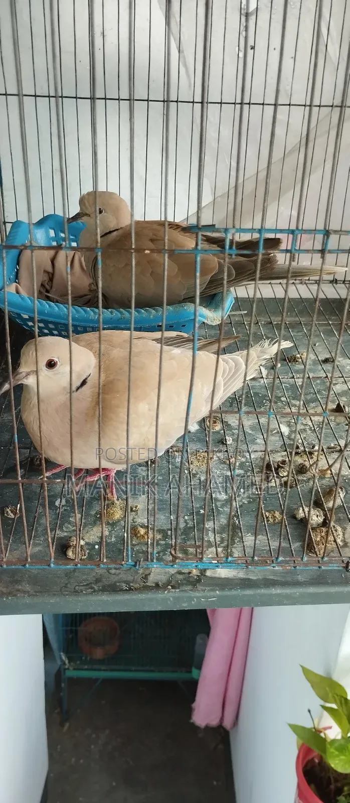 Guggu Dove Adult Pair