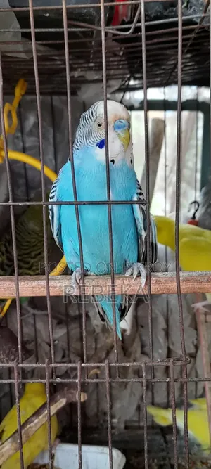 পাখি ফিমেল