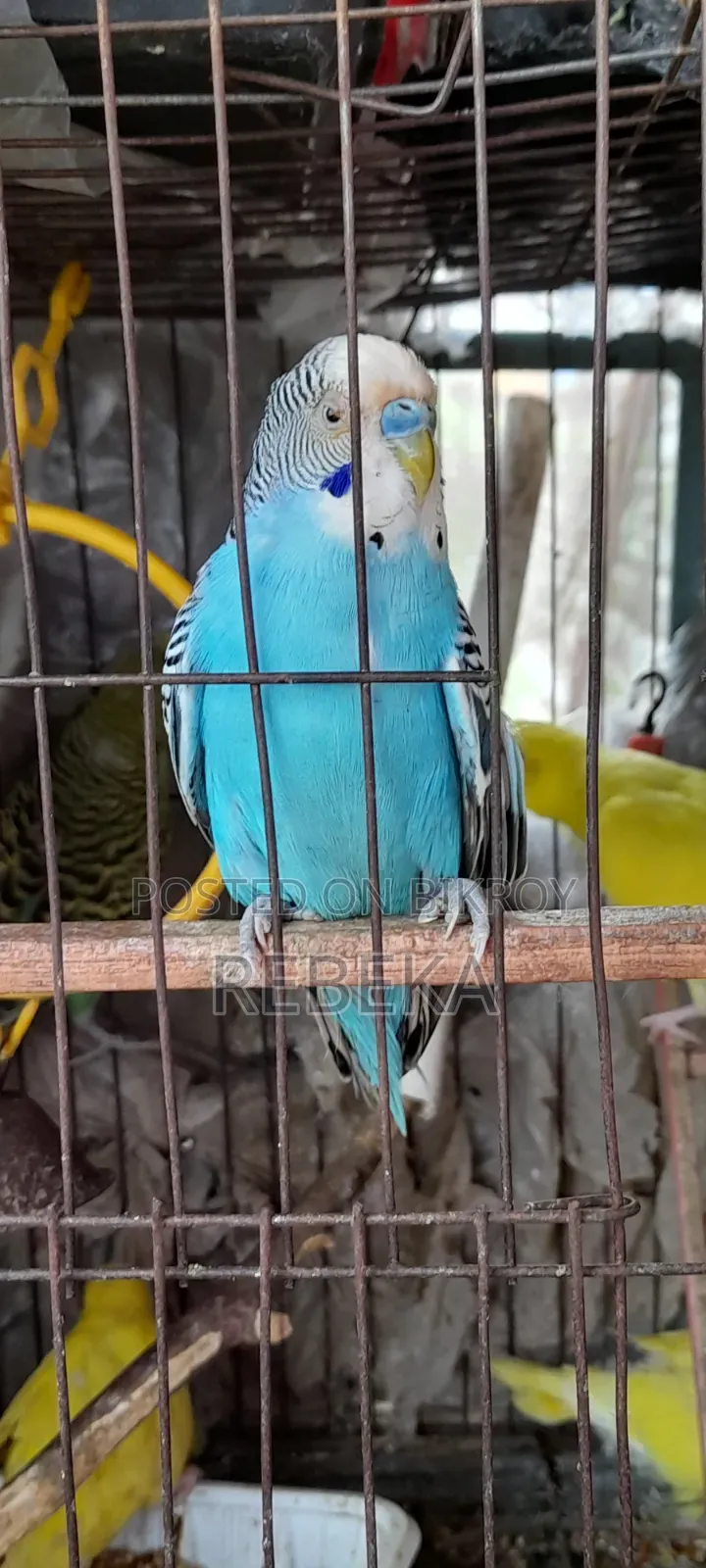 পাখি ফিমেল
