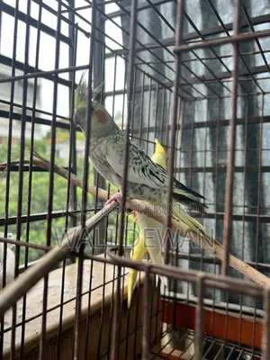 সম্পূর্ণ প্রাপ্তবয়স্ক জোড়া ১০ মাস বয়স