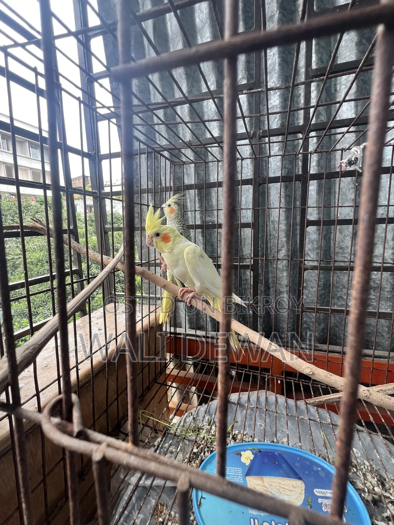 সম্পূর্ণ প্রাপ্তবয়স্ক জোড়া ১০ মাস বয়স