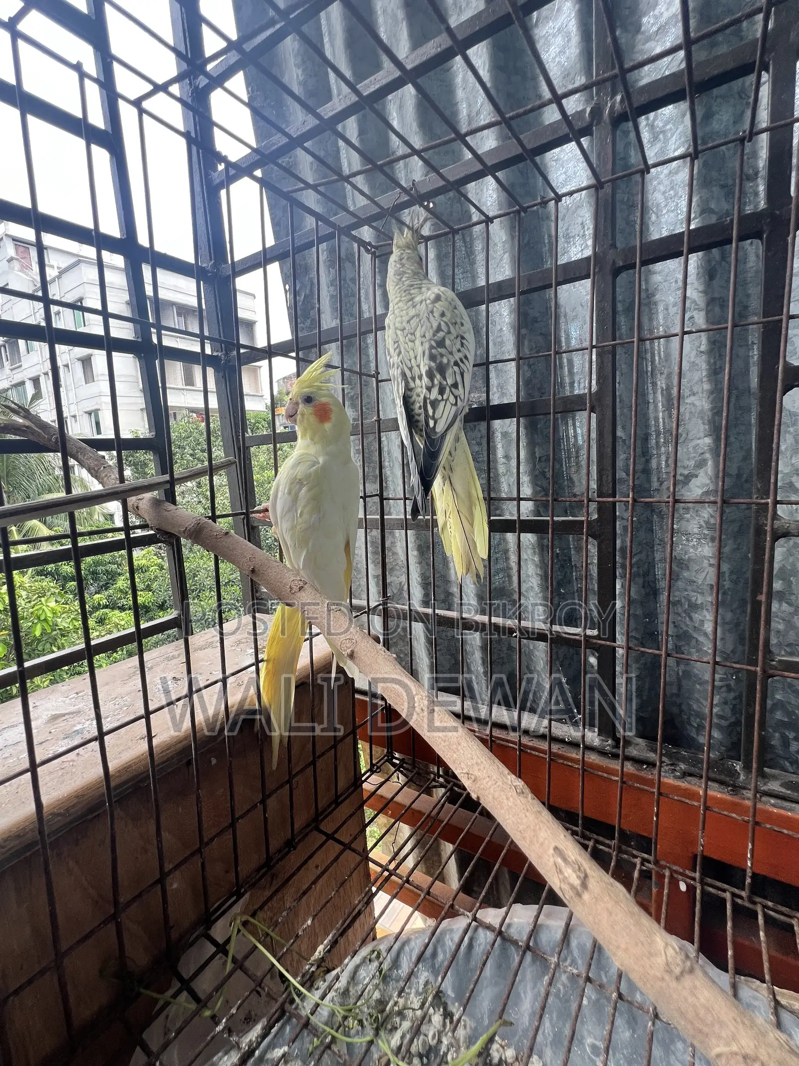 সম্পূর্ণ প্রাপ্তবয়স্ক জোড়া ১০ মাস বয়স