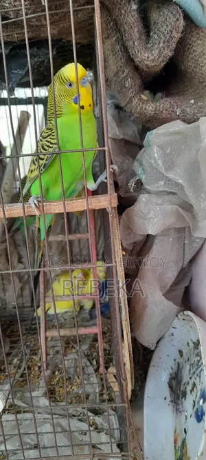 পাখি ফিমেল
