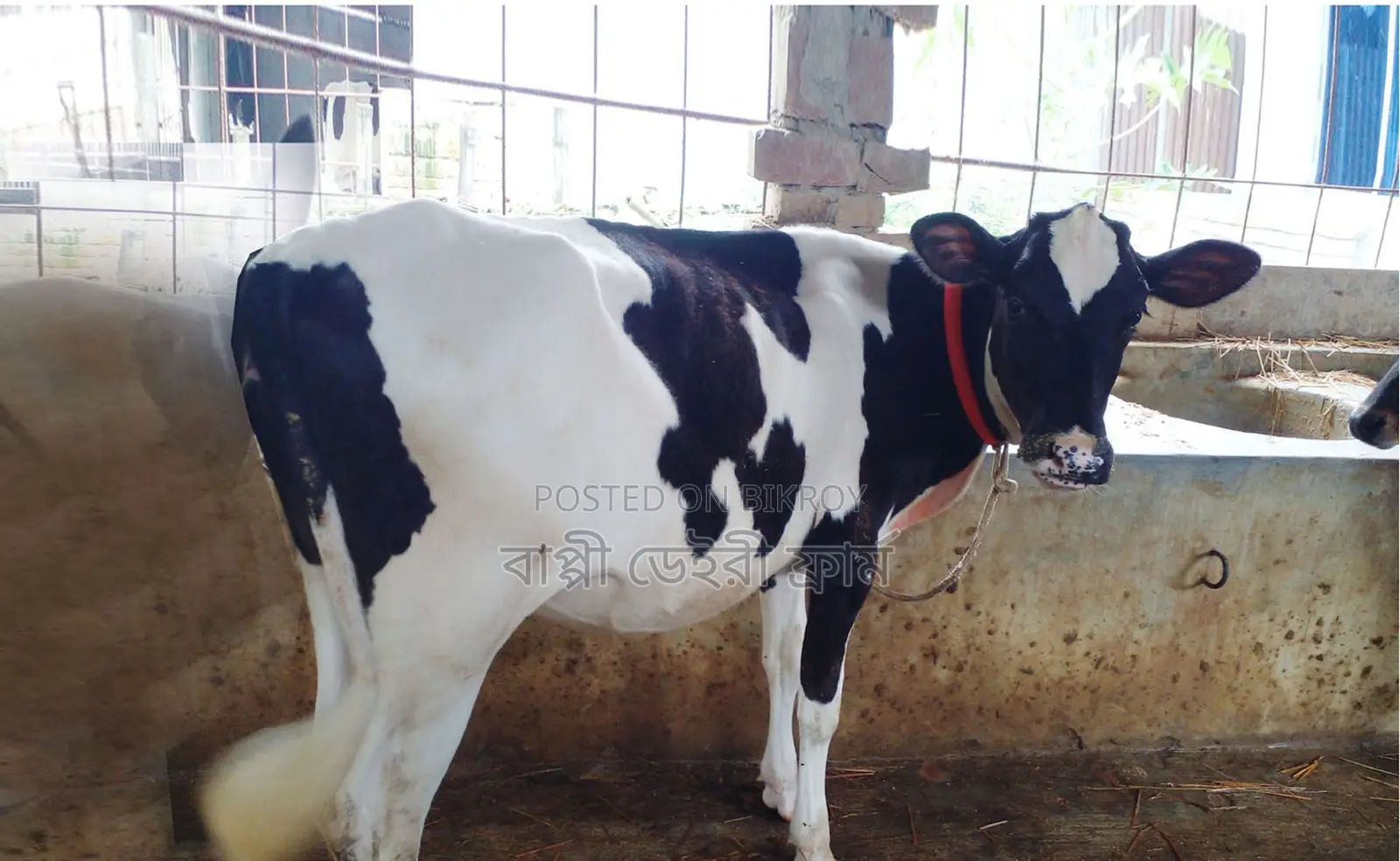 ১৬২৬ নং পোষার জন্য ভালো হবে বকনা বাছুর ।