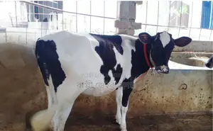 ১৬২৬ নং পোষার জন্য ভালো হবে বকনা বাছুর ।