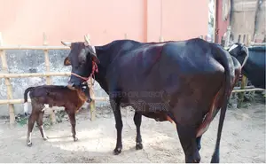 ১৬২৭ নং গাভী গরু ভালো জতের।