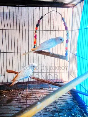 Birds 1 Pair Male Female