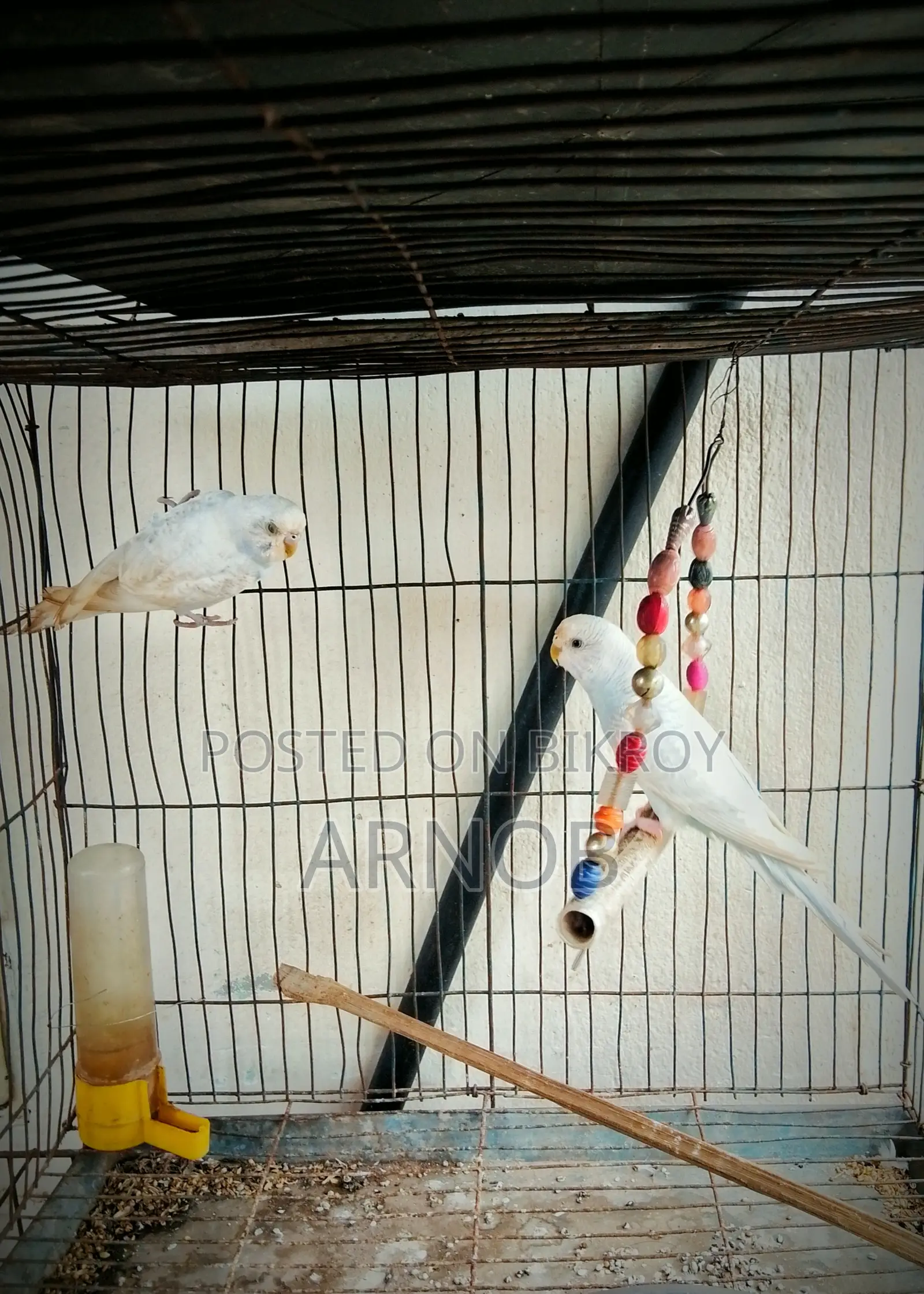Birds 1 Pair Male Female