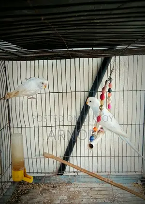 Birds 1 Pair Male Female