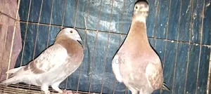 A pair of healthy pigeons for sale