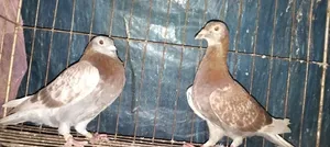 A pair of healthy pigeons for sale