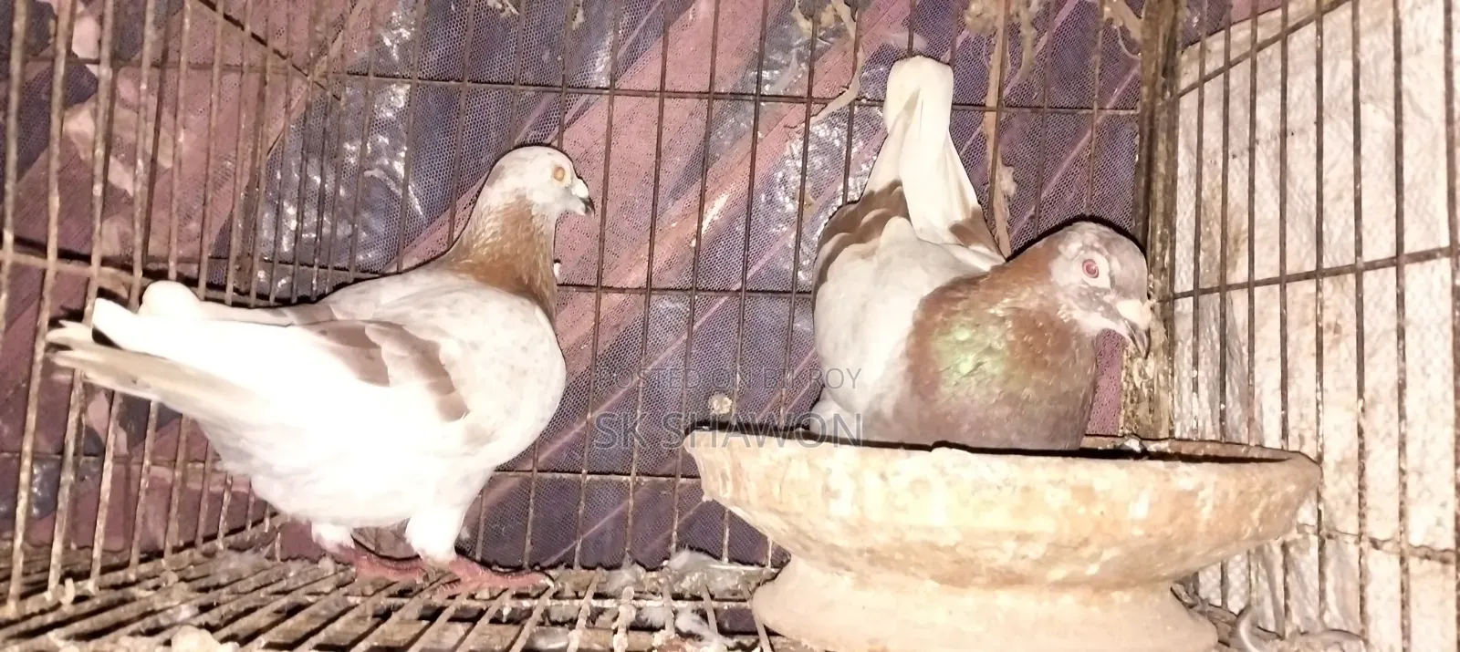 A pair of healthy pigeons for sale
