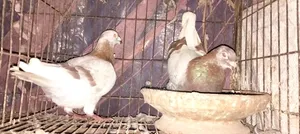A pair of healthy pigeons for sale