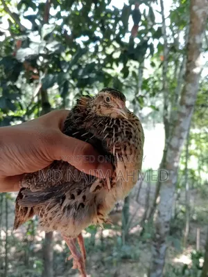Running laying quail birds for sale