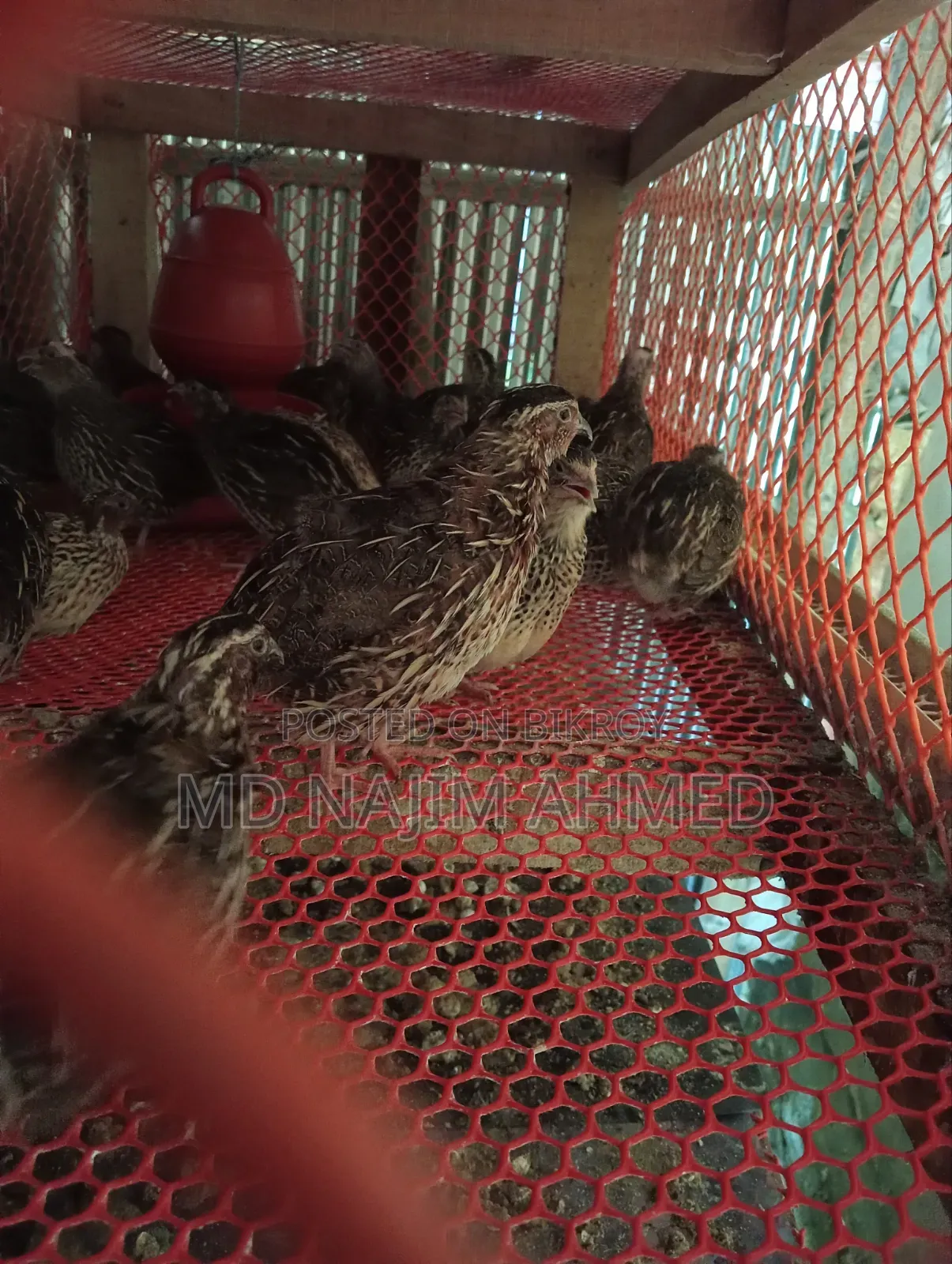 Running laying quail birds for sale