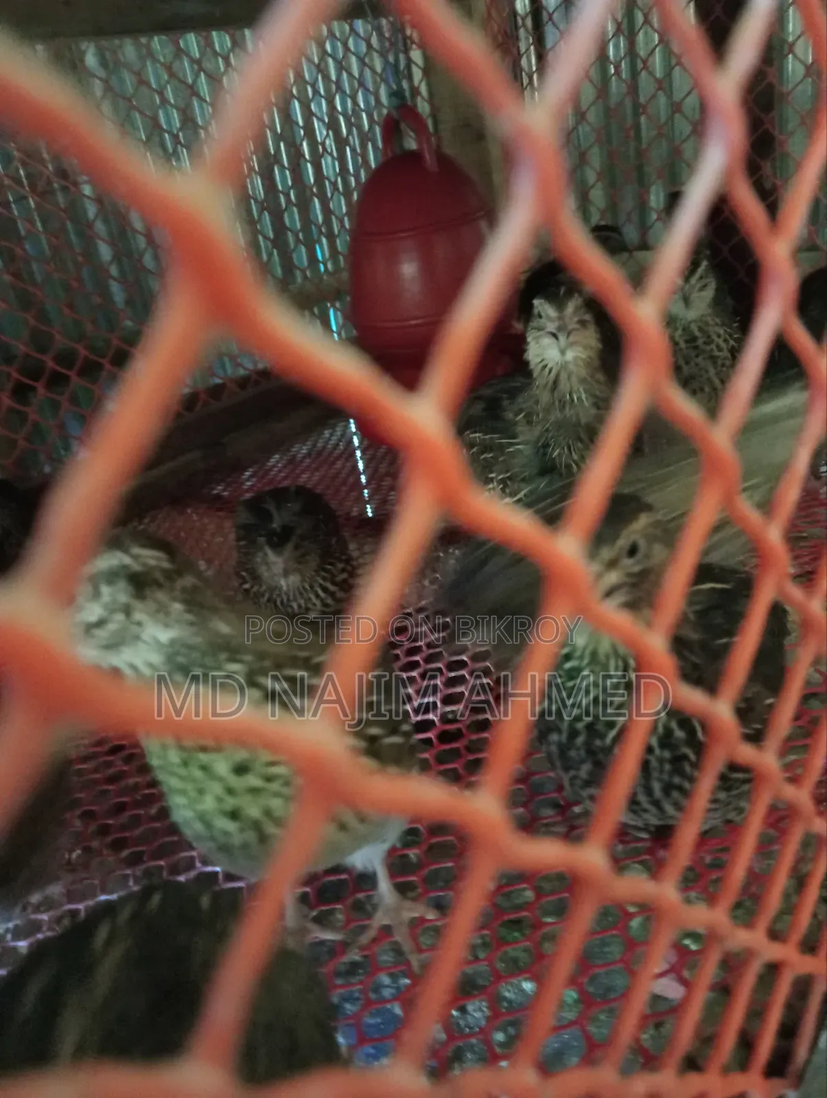 Running laying quail birds for sale