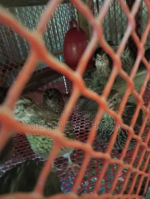 Running laying quail birds for sale