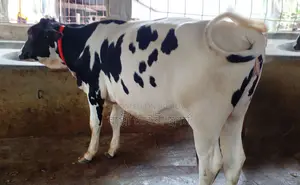 ১৬২৮নং বকনা গরু বিক্রয় হবে।