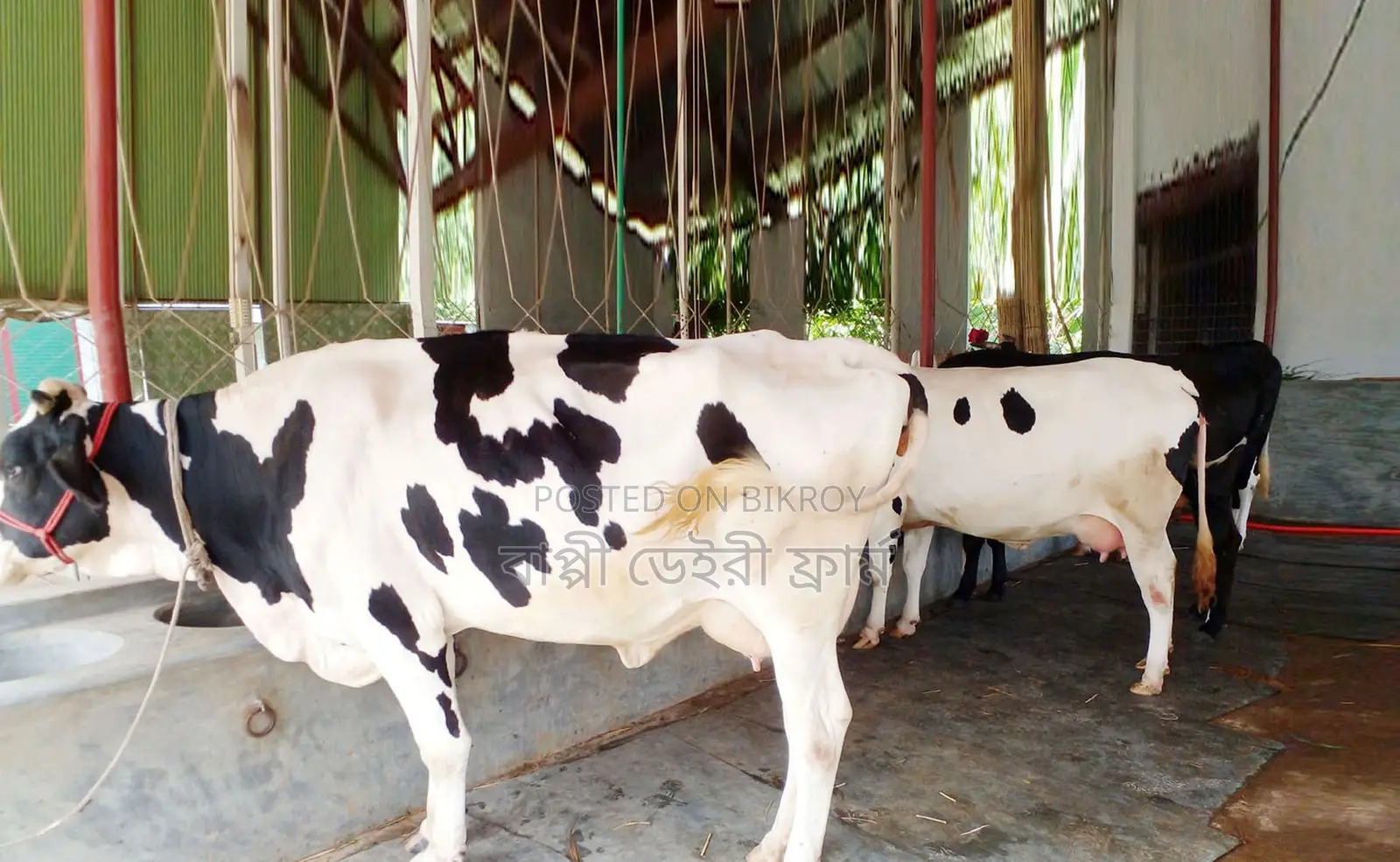 Buy 3 high-yielding cows 1629 with calves.