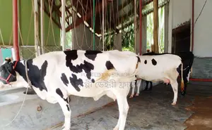 ১৬২৯ উন্নত জাতের ৩টি গাভী কিনুন বাছুর আছে ।