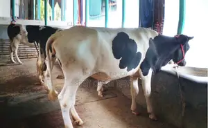 ১৬৩০নং উন্নত জাতের ৩টি বকনা বিক্রয় হবে ।
