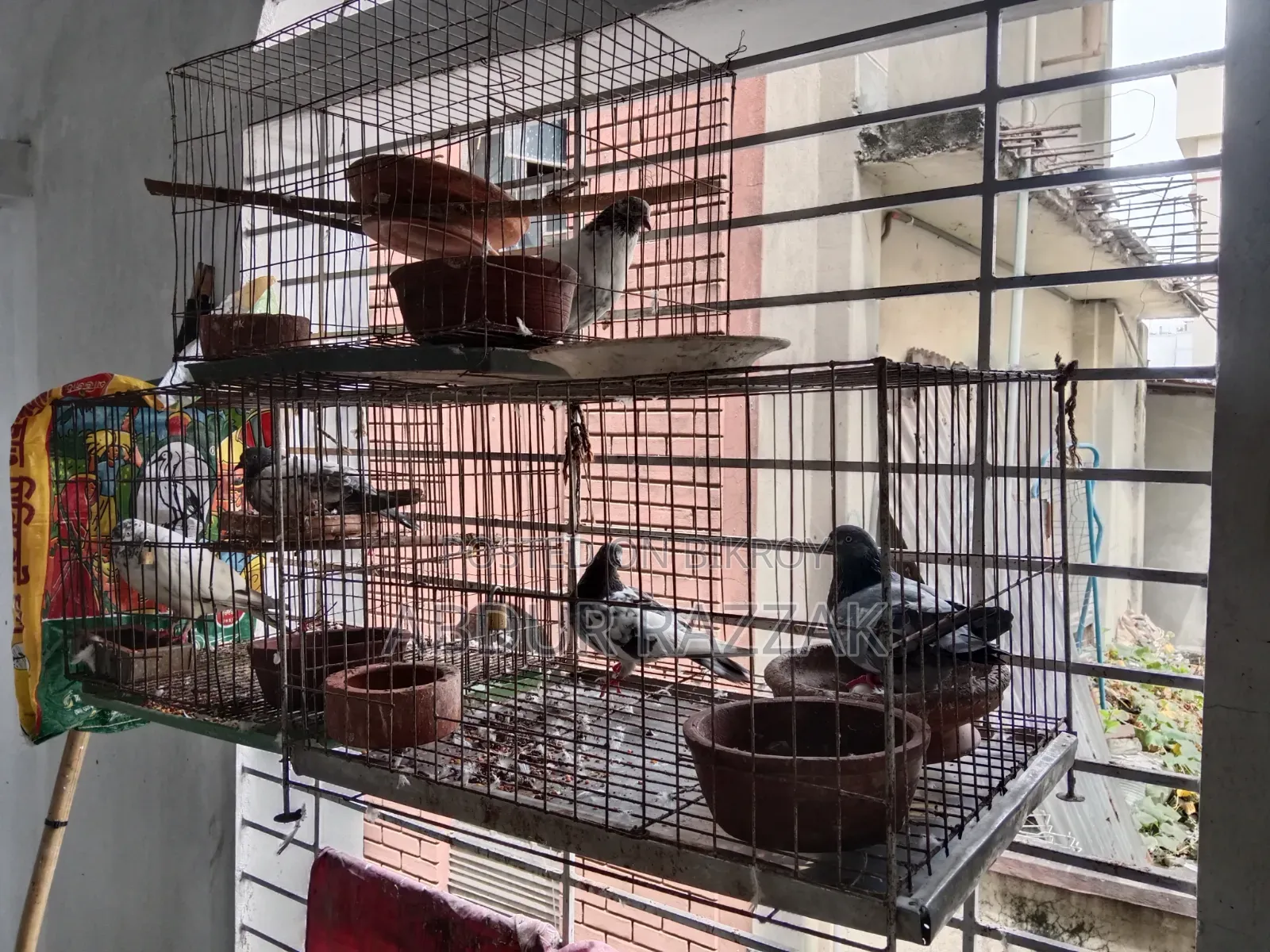 Pigeons with cage