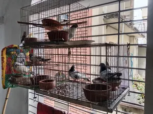 Pigeons with cage