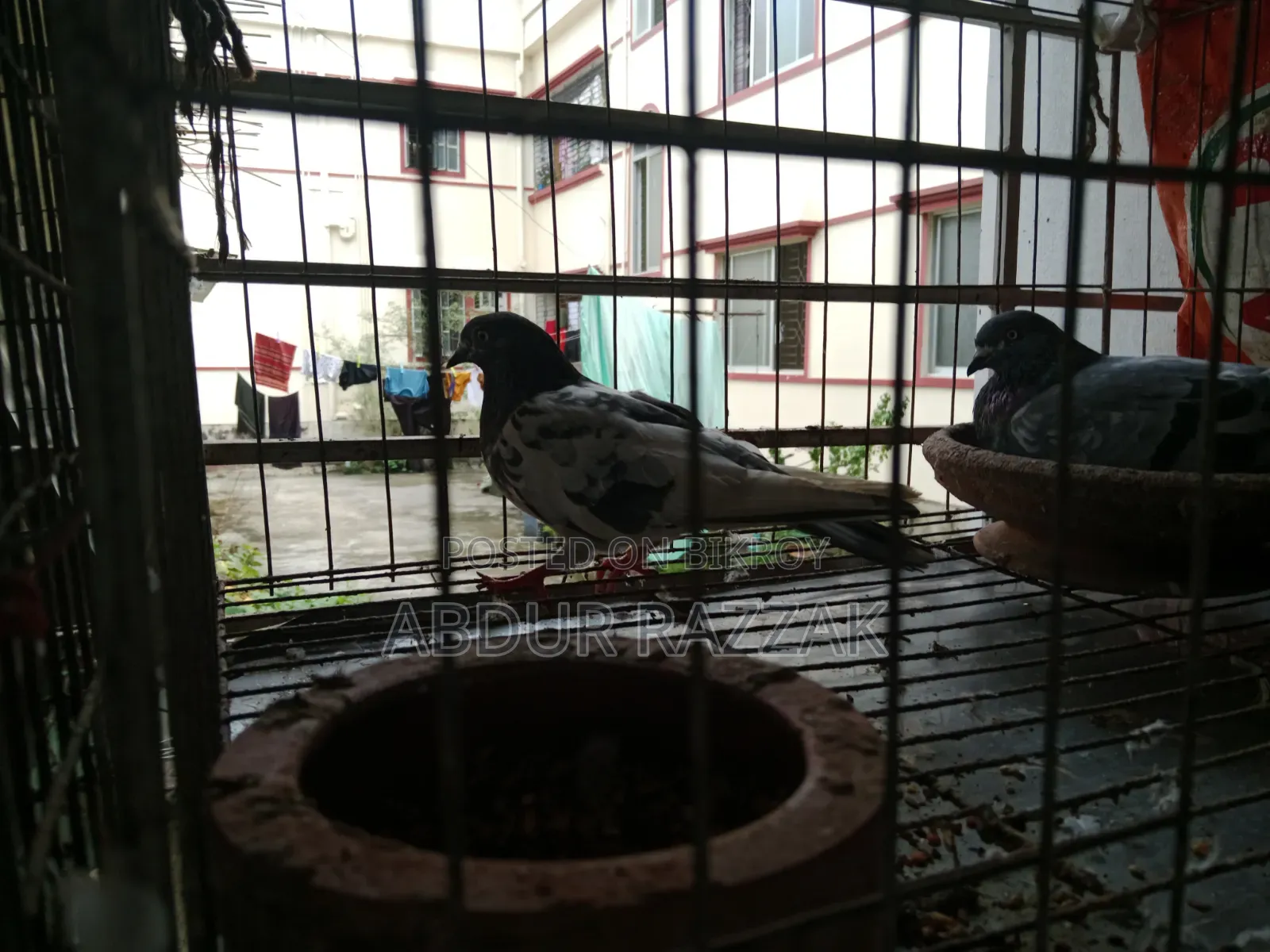 Pigeons with cage
