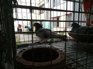 Pigeons with cage