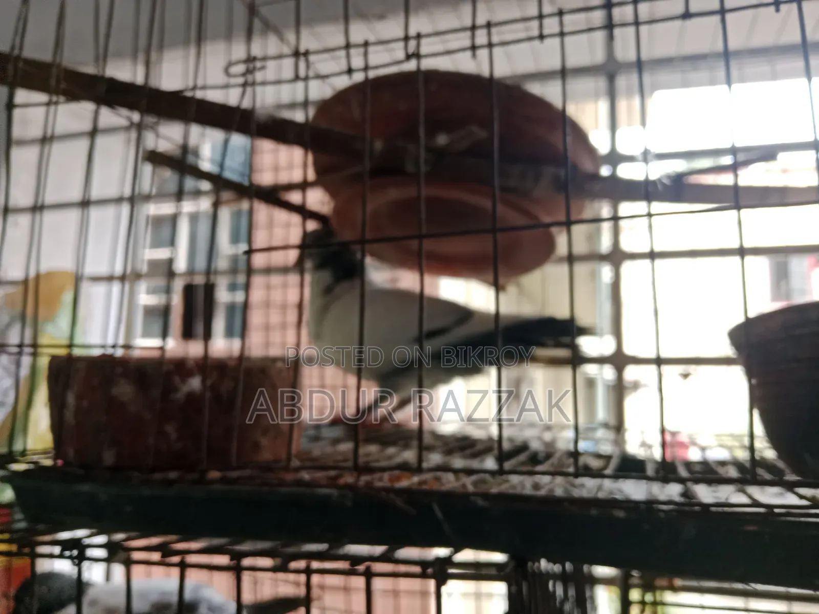 Pigeons with cage