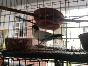 Pigeons with cage