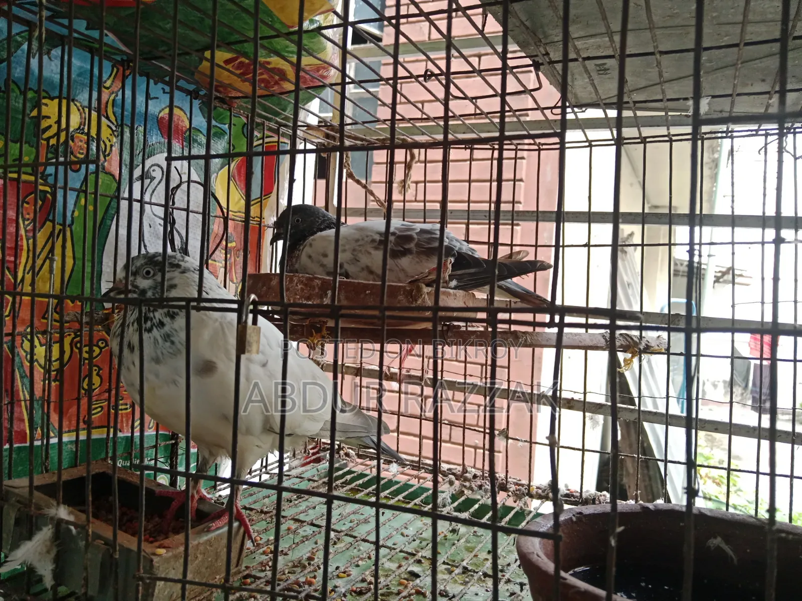 Pigeons with cage
