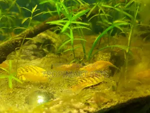 One Pair | Sakura Orange High Grade Cherry Shrimp.